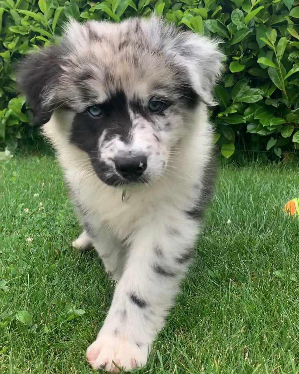 Jake - Australian Shepherd Puppy